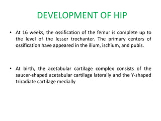 DEVELOPMENT OF HIP
• At 16 weeks, the ossification of the femur is complete up to
the level of the lesser trochanter. The primary centers of
ossification have appeared in the ilium, ischium, and pubis.
• At birth, the acetabular cartilage complex consists of the
saucer-shaped acetabular cartilage laterally and the Y-shaped
triradiate cartilage medially
 