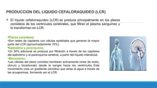 LCR - Muestra biologica, z