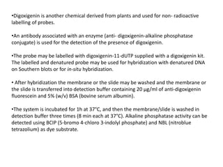 •Digoxigenin is another chemical derived from plants and used for non- radioactive
labelling of probes.
•An antibody associated with an enzyme (anti- digoxigenin-alkaline phosphatase
conjugate) is used for the detection of the presence of digoxigenin.
•The probe may be labelled with digoxigenin-11-dUTP supplied with a digoxigenin kit.
The labelled and denatured probe may be used for hybridization with denatured DNA
on Southern blots or for in-situ hybridization.
• After hybridization the membrane or the slide may be washed and the membrane or
the slide is transferred into detection buffer containing 20 μg/ml of anti-digoxigenin
fluorescein and 5% (w/v) BSA (bovine serum albumin).
•The system is incubated for 1h at 37°C, and then the membrane/slide is washed in
detection buffer three times (8 min each at 37°C). Alkaline phosphatase activity can be
detected using BCIP (5-bromo 4-chloro 3-indolyl phosphate) and NBL (nitroblue
tetrazolium) as dye substrate.
 