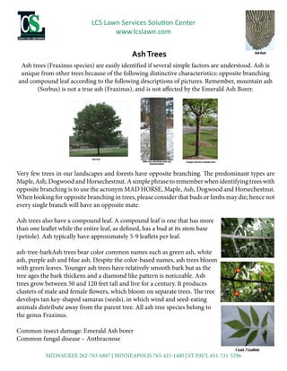 LCS Lawn Services Solution Center
www.lcslawn.com
AshTrees
Ash trees (Fraxinus species) are easily identified if several simple factors are understood. Ash is
unique from other trees because of the following distinctive characteristics: opposite branching
and compound leaf according to the following descriptions of pictures. Remember, mountain ash
(Sorbus) is not a true ash (Fraxinus), and is not affected by the Emerald Ash Borer.
Ash trees also have a compound leaf. A compound leaf is one that has more
than one leaflet while the entire leaf, as defined, has a bud at its stem base
(petiole). Ash typically have approximately 5-9 leaflets per leaf.
ash-tree-barkAsh trees bear color common names such as green ash, white
ash, purple ash and blue ash. Despite the color-based names, ash trees bloom
with green leaves. Younger ash trees have relatively smooth bark but as the
tree ages the bark thickens and a diamond like pattern is noticeable. Ash
trees grow between 50 and 120 feet tall and live for a century. It produces
clusters of male and female flowers, which bloom on separate trees. The tree
develops tan key-shaped samaras (seeds), in which wind and seed-eating
animals distribute away from the parent tree. All ash tree species belong to
the genus Fraxinus.
Common insect damage: Emerald Ash borer
Common fungal disease – Anthracnose
Very few trees in our landscapes and forests have opposite branching. The predominant types are
Maple, Ash, Dogwood and Horsechestnut. A simple phrase to remember when identifying trees with
opposite branching is to use the acronym MAD HORSE, Maple, Ash, Dogwood and Horsechestnut.
When looking for opposite branching in trees, please consider that buds or limbs may die; hence not
every single branch will have an opposite mate.
MILWAUKEE 262-783-6887 | MINNEAPOLIS 763-425-1400 | ST PAUL 651-731-5296
 