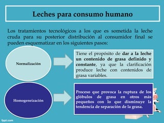 Leches para consumo humano

Los tratamientos tecnológicos a los que es sometida la leche
cruda para su posterior distribución al consumidor final se
pueden esquematizar en los siguientes pasos:

                            Tiene el propósito de dar a la leche
                            un contenido de grasa definido y
   Normalización            constante, ya que la clarificación
                            produce leche con contenidos de
                            grasa variables.


                            Proceso que provoca la ruptura de los
                            glóbulos de grasa en otros más
  Homogeneización           pequeños con lo que disminuye la
                            tendencia de separación de la grasa.
 