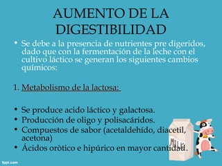 AUMENTO DE LA
          DIGESTIBILIDAD
• Se debe a la presencia de nutrientes pre digeridos,
  dado que con la fermentación de la leche con el
  cultivo láctico se generan los siguientes cambios
  químicos:

1. Metabolismo de la lactosa:

• Se produce acido láctico y galactosa.
• Producción de oligo y polisacáridos.
• Compuestos de sabor (acetaldehído, diacetil,
  acetona)
• Ácidos oròtico e hipúrico en mayor cantidad.
 