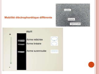 Mobilité élèctrophorétique différente
 
