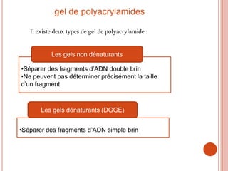 gel de polyacrylamides

   Il existe deux types de gel de polyacrylamide :


           Les gels non dénaturants

•Séparer des fragments d’ADN double brin
•Ne peuvent pas déterminer précisément la taille
d’un fragment



       Les gels dénaturants (DGGE)


•Séparer des fragments d’ADN simple brin
 