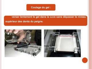 Coulage du gel :


    verser lentement le gel dans la cuve sans dépasser le niveau
supérieur des dents du peigne.
 