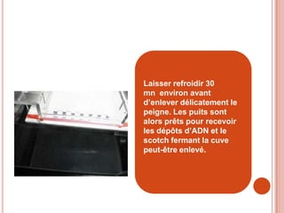 Laisser refroidir 30
mn environ avant
d’enlever délicatement le
peigne. Les puits sont
alors prêts pour recevoir
les dépôts d’ADN et le
scotch fermant la cuve
peut-être enlevé.
 