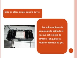 Mise en place du gel dans la cuve :




                                      les puits sont placés
                                 du côté de la cathode et
                                 la cuve est remplie de
                                 tampon TBE jusqu’au
                                 niveau supérieur du gel.
 