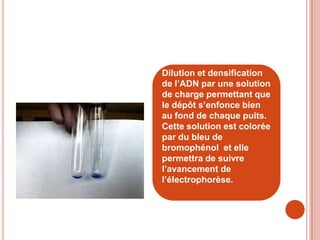 Dilution et densification
de l’ADN par une solution
de charge permettant que
le dépôt s’enfonce bien
au fond de chaque puits.
Cette solution est colorée
par du bleu de
bromophénol et elle
permettra de suivre
l’avancement de
l’électrophorèse.
 