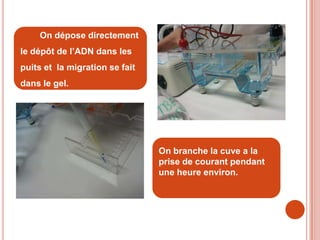 On dépose directement
le dépôt de l’ADN dans les
puits et la migration se fait
dans le gel.




                                On branche la cuve a la
                                prise de courant pendant
                                une heure environ.
 