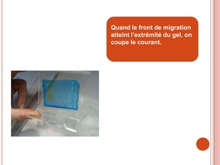 Quand le front de migration
atteint l’extrémité du gel, on
coupe le courant.
 