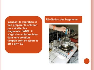Révélation des fragments :
 pendant la migration, il
faut préparer la solution
pour révéler les
fragments d’ADN : il
s’agit d’un colorant bleu
dans une solution
tampon dont on ajuste le
pH à pH= 5.2
 