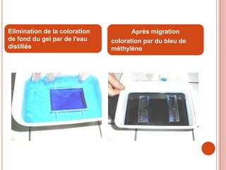 Elimination de la coloration          Après migration
de fond du gel par de l'eau    coloration par du bleu de
distillée                      méthylène
 