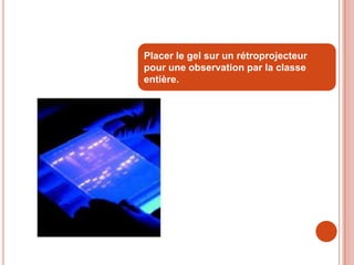 Placer le gel sur un rétroprojecteur
pour une observation par la classe
entière.
 