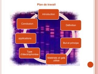 Plan de travail


                    introduction


  Conclusion
                                            Définition




applications
                                      But et principe


       Type
 d’électrophorèse
                        Matériels et gels
                            utilisé
 