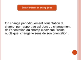 Électrophorèse en champ pulsé




On change périodiquement l’orientation du
champ par rapport au gel ,lors du changement
de l’orientation du champ électrique l’acide
nucléique change le sens de son orientation .
 