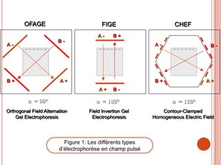 OFAGE                            FIGE                       CHEF
                                       A-     B+
                       B-
A-                                                          A-                     B-




B+                      A+                                  B+                   A+
                                       A+     B-

         α = 90°                      α = 180°                     α = 120°
Orthogonal Field Alternation       Field Invertion Gel        Contour-Clamped
    Gel Electrophoresis             Electrophoresis        Homogeneous Electric Field




                          Figure 1: Les différents types
                        d’électrophorèse en champ pulsé
 