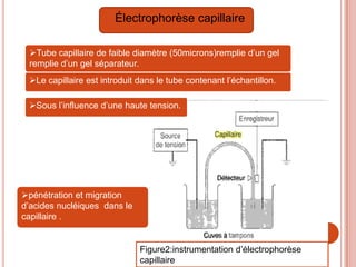    Électrophorèse capillaire

 Tube capillaire de faible diamètre (50microns)remplie d’un gel
 remplie d’un gel séparateur.
 Le capillaire est introduit dans le tube contenant l’échantillon.

 Sous l’influence d’une haute tension.




pénétration et migration
d’acides nucléiques dans le
capillaire .


                              Figure2:instrumentation d’électrophorèse
                              capillaire
 