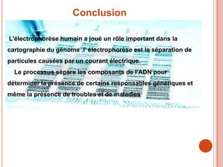 Conclusion

L’électrophorèse humain a joué un rôle important dans la
cartographie du génome .l’ électrophorèse est la séparation de
particules causées par un courant électrique.
  Le processus sépare les composants de l'ADN pour
déterminer la présence de certains responsables génétiques et
même la présence de troubles et de maladies
 