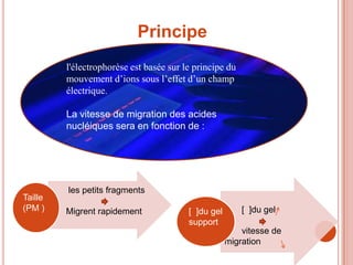 Principe
         l'électrophorèse est basée sur le principe du
         mouvement d’ions sous l’effet d’un champ
         électrique.

         La vitesse de migration des acides
         nucléiques sera en fonction de :




         les petits fragments
Taille
(PM )    Migrent rapidement              [ ]du gel       [ ]du gel
                                         support
                                                         vitesse de
                                                     migration
 
