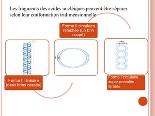 Les fragments des acides nucléiques peuvent être séparer
 selon leur conformation tridimensionnelle

                          Forme II circulaire
                          relachée (un brin
                               coupé)




                                                Forme I circulaire
 Forme III linéaire                             super enroulée
(deux brins cassés)                             fermée
 