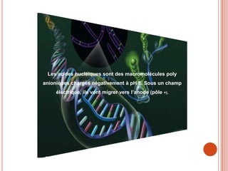 Les acides nucléiques sont des macromolécules poly
anioniques chargés négativement à pH 8. Sous un champ
     électrique, ils vont migrer vers l’anode (pôle   +).
 