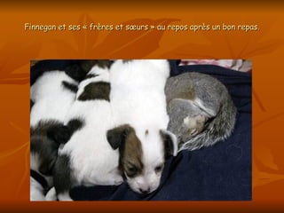 Finnegan et ses « frères et sœurs » au repos après un bon repas. 