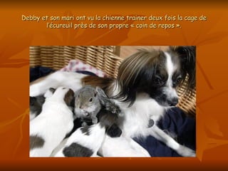 Debby et son mari ont vu la chienne trainer deux fois la cage de l’écureuil près de son propre « coin de repos ». 