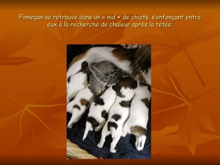 Finnegan se retrouve dans un « nid » de chiots, s’enfonçant entre eux à la recherche de chaleur après la tétée. 