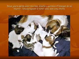 Deux jours après avoir mis bas, Giselle a permis à Finnegan de se nourrir, l’encourageant à téter avec ses cinq chiots. 