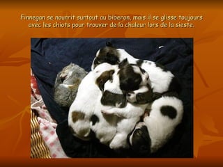 Finnegan se nourrit surtout au biberon, mais il se glisse toujours avec les chiots pour trouver de la chaleur lors de la sieste. 