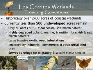 <ul><li>Historically over 2400 acres of coastal wetlands </li></ul><ul><li>Currently less than  500 undeveloped  acres rem...