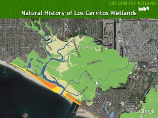 Natural History of Los Cerritos Wetlands
 
