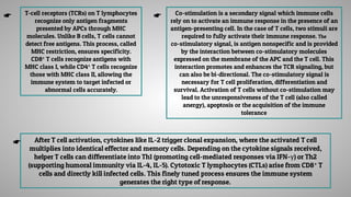 T-cell receptors (TCRs) on T lymphocytes
recognize only antigen fragments
presented by APCs through MHC
molecules. Unlike B cells, T cells cannot
detect free antigens. This process, called
MHC restriction, ensures specificity.
CD8⁺ T cells recognize antigens with
MHC class I, while CD4⁺ T cells recognize
those with MHC class II, allowing the
immune system to target infected or
abnormal cells accurately.
Co-stimulation is a secondary signal which immune cells
rely on to activate an immune response in the presence of an
antigen-presenting cell. In the case of T cells, two stimuli are
required to fully activate their immune response. The
co-stimulatory signal, is antigen nonspecific and is provided
by the interaction between co-stimulatory molecules
expressed on the membrane of the APC and the T cell. This
interaction promotes and enhances the TCR signaling, but
can also be bi-directional. The co-stimulatory signal is
necessary for T cell proliferation, differentiation and
survival. Activation of T cells without co-stimulation may
lead to the unresponsiveness of the T cell (also called
anergy), apoptosis or the acquisition of the immune
tolerance
After T cell activation, cytokines like IL-2 trigger clonal expansion, where the activated T cell
multiplies into identical effector and memory cells. Depending on the cytokine signals received,
helper T cells can differentiate into Th1 (promoting cell-mediated responses via IFN-γ) or Th2
(supporting humoral immunity via IL-4, IL-5). Cytotoxic T lymphocytes (CTLs) arise from CD8⁺ T
cells and directly kill infected cells. This finely tuned process ensures the immune system
generates the right type of response.
☛ ☛
☛
 