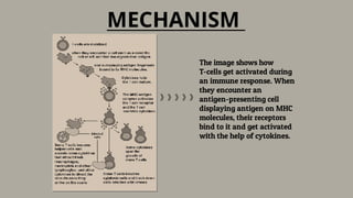 MECHANISM
The image shows how
T-cells get activated during
an immune response. When
they encounter an
antigen-presenting cell
displaying antigen on MHC
molecules, their receptors
bind to it and get activated
with the help of cytokines.
》》》》》
 