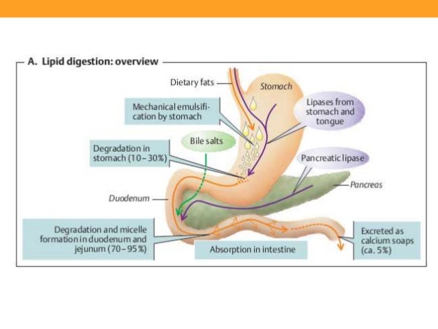 Similar a la dieta del metabolismo acelerado pdf