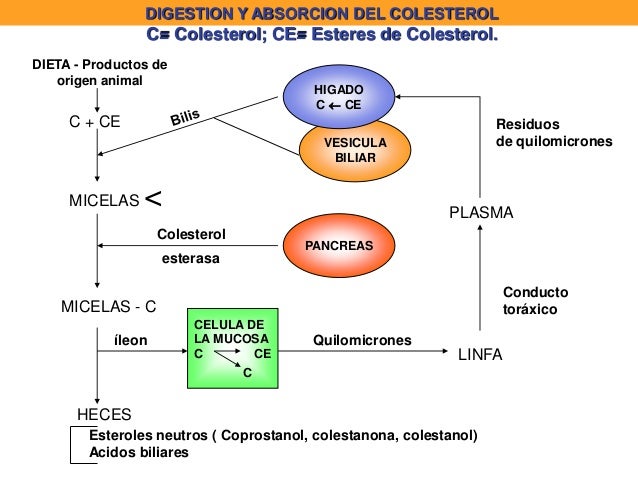 calcular tasa de metabolismo basal resultados