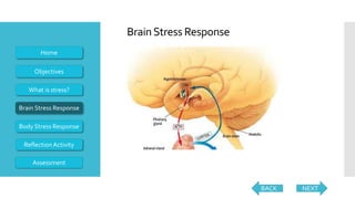NEXT
Objectives
What is stress?
Brain Stress Response
Body Stress Response
ReflectionActivity
Home
BrainStress Response
BACK
Assessment
 