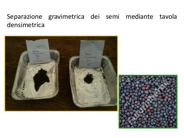 Semi piante inverno duro duro gelo giardino sementi frutta nera bocca Mirtillo