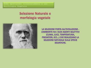 Erbe spontanee: riconoscimento e uso 
Morfologia Vegetale 
 