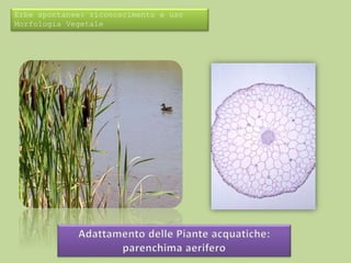 Erbe spontanee: riconoscimento e uso 
Morfologia Vegetale 
 