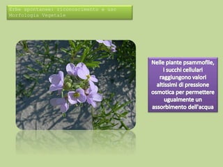 Erbe spontanee: riconoscimento e uso 
Morfologia Vegetale 
 