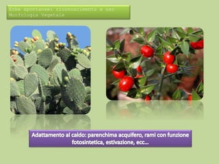 Erbe spontanee: riconoscimento e uso 
Morfologia Vegetale 
 
