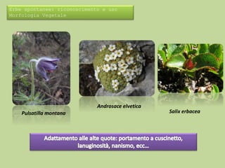 Erbe spontanee: riconoscimento e uso 
Morfologia Vegetale 
Androsace elvetica 
Pulsatilla montana Salix erbacea 
 