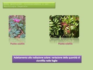Erbe spontanee: riconoscimento e uso 
Morfologia Vegetale 
 