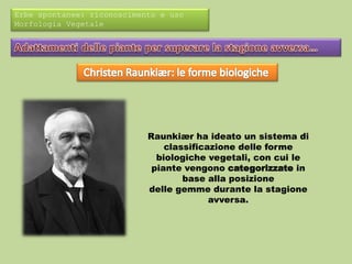 Erbe spontanee: riconoscimento e uso 
Morfologia Vegetale 
Raunkiær ha ideato un sistema di 
classificazione delle forme 
biologiche vegetali, con cui le 
piante vengono categorizzate in 
base alla posizione 
delle gemme durante la stagione 
avversa. 
 