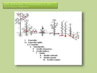 Erbe spontanee: riconoscimento e uso 
Morfologia Vegetale 
 