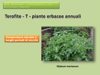 Erbe spontanee: riconoscimento e uso 
Morfologia Vegetale 
Temperature elevate e 
lunghi periodi di siccità 
Silybum marianum 
 