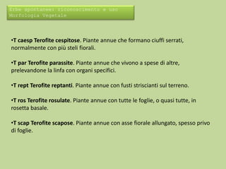 Erbe spontanee: riconoscimento e uso 
Morfologia Vegetale 
•T caesp Terofite cespitose. Piante annue che formano ciuffi serrati, 
normalmente con più steli fiorali. 
•T par Terofite parassite. Piante annue che vivono a spese di altre, 
prelevandone la linfa con organi specifici. 
•T rept Terofite reptanti. Piante annue con fusti striscianti sul terreno. 
•T ros Terofite rosulate. Piante annue con tutte le foglie, o quasi tutte, in 
rosetta basale. 
•T scap Terofite scapose. Piante annue con asse fiorale allungato, spesso privo 
di foglie. 
 