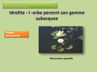 Erbe spontanee: riconoscimento e uso 
Morfologia Vegetale 
Piante 
acquatiche 
Ranunculus aquatilis 
 