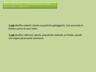 Erbe spontanee: riconoscimento e uso 
Morfologia Vegetale 
•I nat Idrofite natanti: piante acquatiche galleggianti, non ancorate al 
fondo e prive di vere radici. 
•I rad Idrofite radicanti: piante acquatiche radicate sul fondo, quindi 
con organi perennanti sommersi. 
 